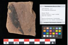 Foto (Objekt + Etikett) von Pinus praepumilio Ettingshausen (NHMW-GEO-2024-0188-0256)